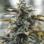 Strawberry Cough Auto