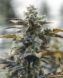 Buy Strawberry Cough Auto