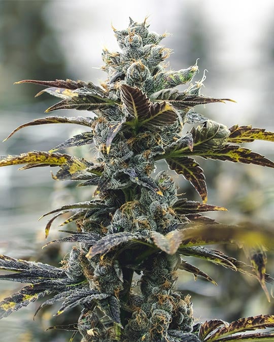 Buy Strawberry Cough Auto