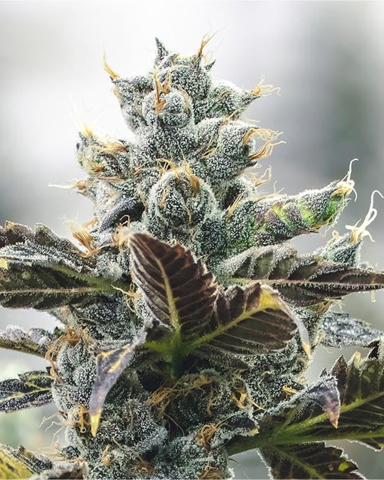 Buy Strawberry Cough Auto