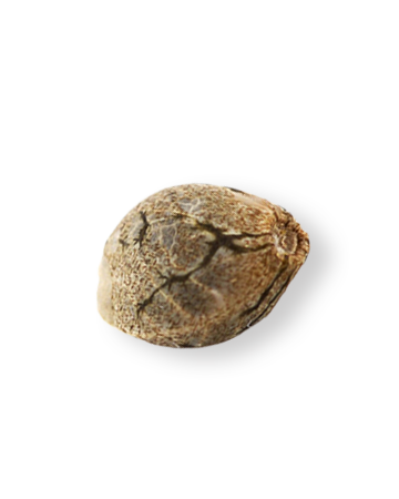 shop-your-choice-weed-seeds-Black-Cherry-Punch