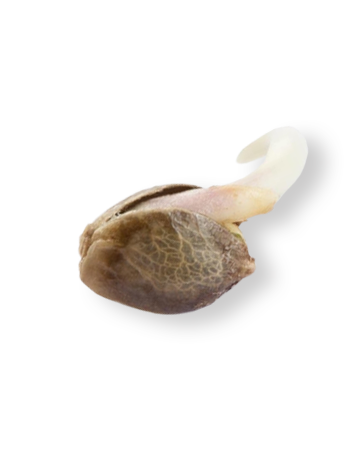shop-your-choice-weed-seeds-Matanuska-Thunder-Seeds.