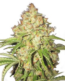 Buy-Premium-Feminized-cannabis-Super Boof
