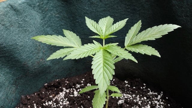 Green marijuana plant growing out of soil