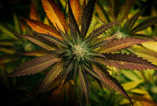 Green and brown leaves of a cannabis plant