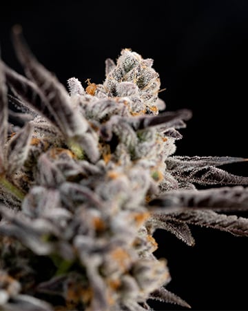 Buy Banana Runtz Strain