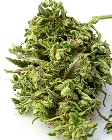 Buy Matanuska Thunder
