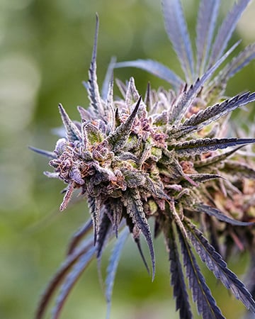 Buy Purple Lemonade Auto