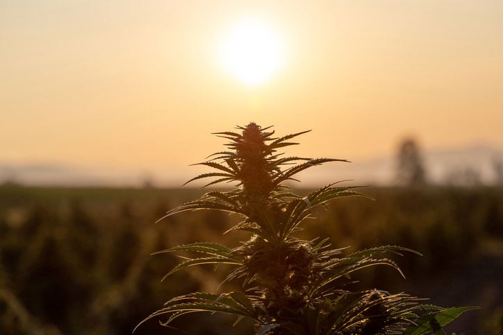 outdoor cannabis plant against the sunset
