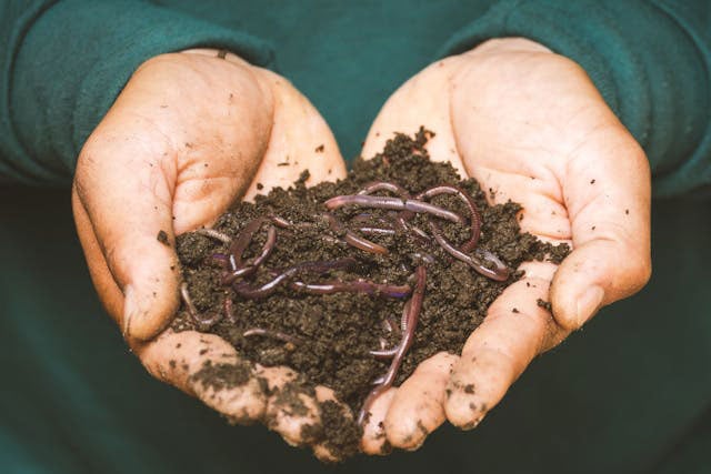 Close-up of the rich soil with earthworms in the cupped hands of a person