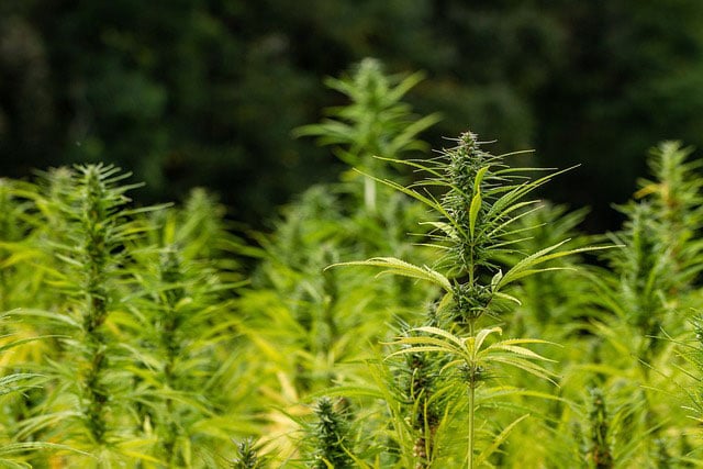 Green cannabis plants growing outdoors in a field