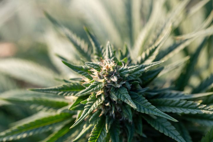 cannabis plant with orange hairs