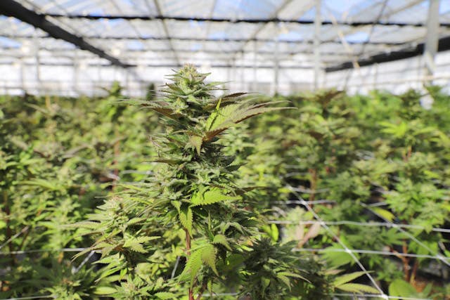 Close up photograph of a cannabis bud with a ScrOG setup in the background.