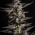 Banana Runtz Strain