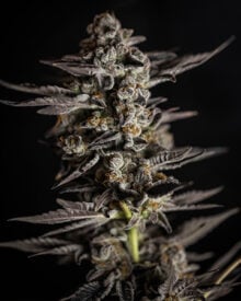 banana runtz strain