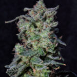 Black Cherry Punch