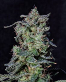 Buy Black Cherry Punch