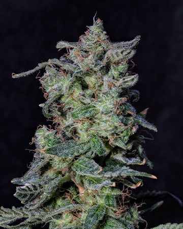Buy Black Cherry Punch