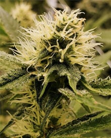 Buy Matanuska Thunder Feminized Cannabis Seeds
