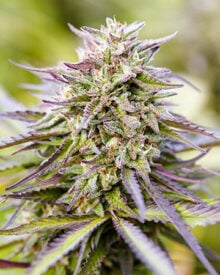 Buy Purple Lemonade Auto