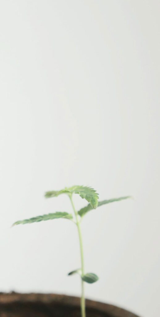 Young marijuana seedling, a few days after germination.