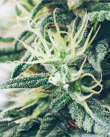 Buy Platinum Lemon Cherry Gelato