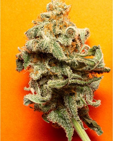Buy Platinum Lemon Cherry Gelato