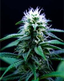 shop-premium-Platinum-Lemon-Cherry-Gelato-Seeds