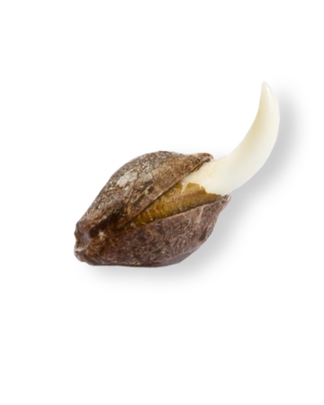shop-your-choice-weed-seeds-Lemon-Cherry-Gelato