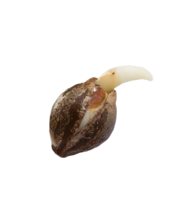 shop-your-choice-weed-seeds-Swiss-Cheese