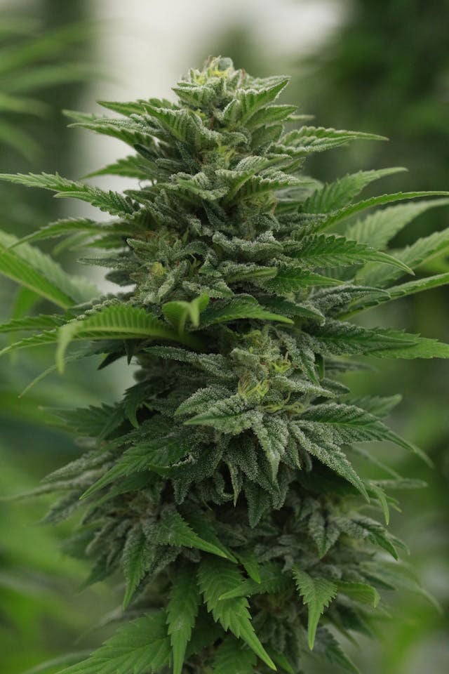 Bunchy, lush cannabis plant