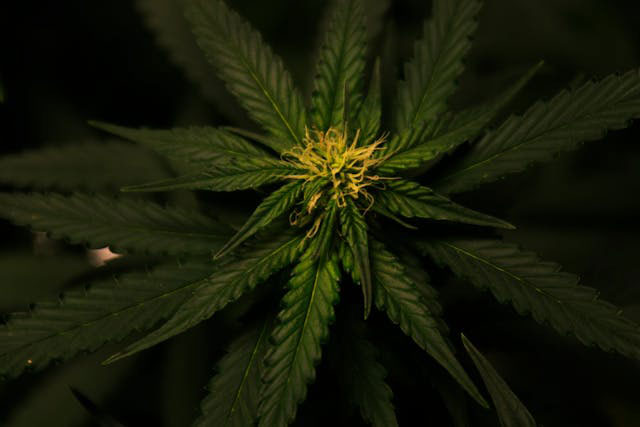green cannabis plant with a yellow flower