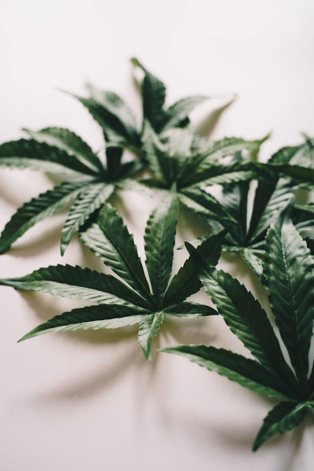 cannabis leaves on a white surface