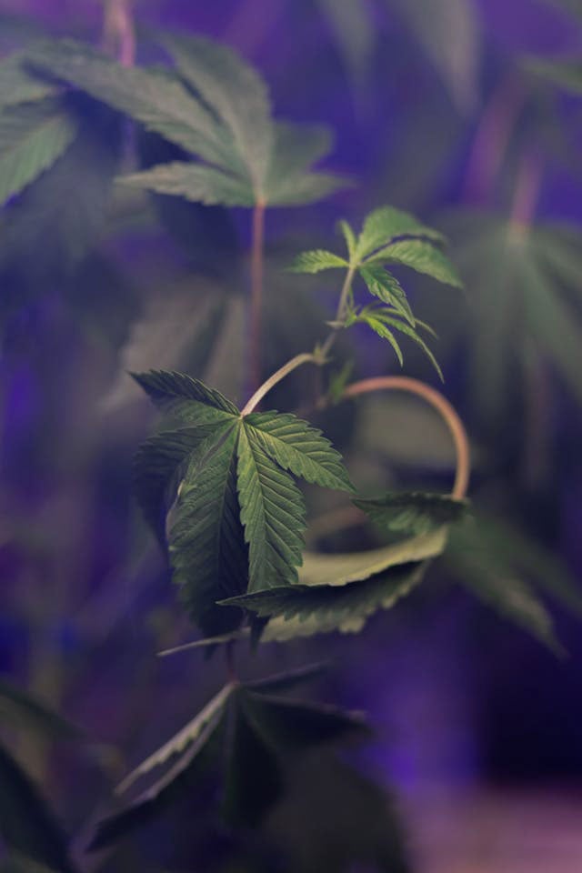 cannabis plant with selective focus