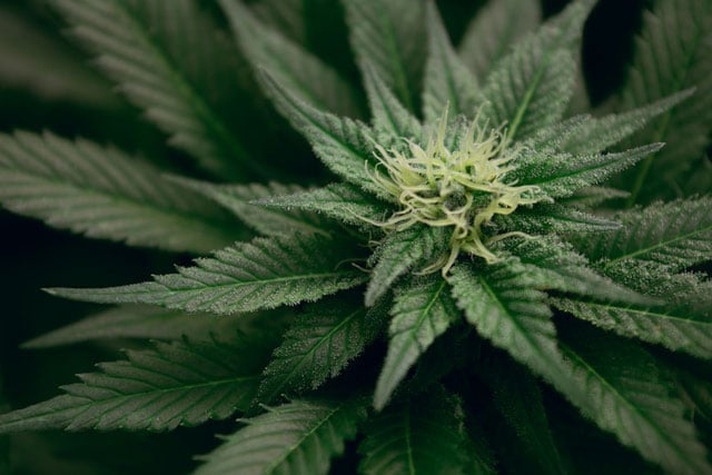 Picture of a cannabis bud at the apex of the plant.