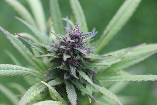 Close-up of a flowering marijuana plant with purple and green buds