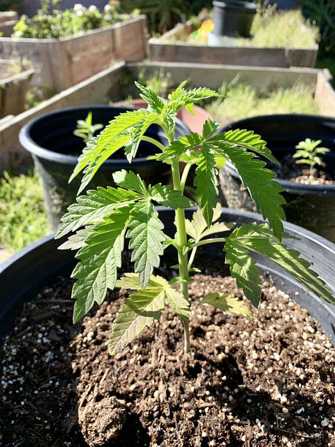 A cannabis plant in its vegetative stage growing in soil in a black pot outside in the sun