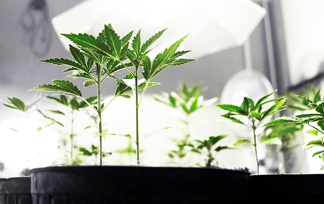 Cloning a Clone: Your Guide to a Never-Ending Harvest