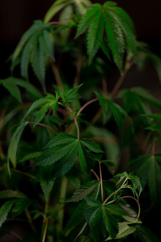 Deep green cannabis plant without flowers