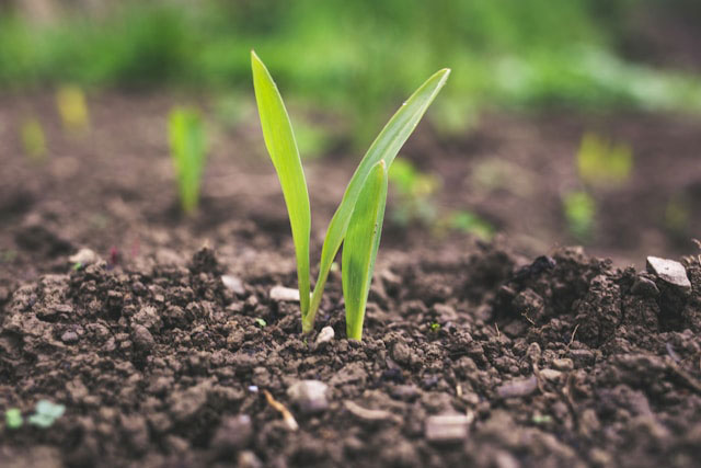 Multiple green leaves growing out of soil outside