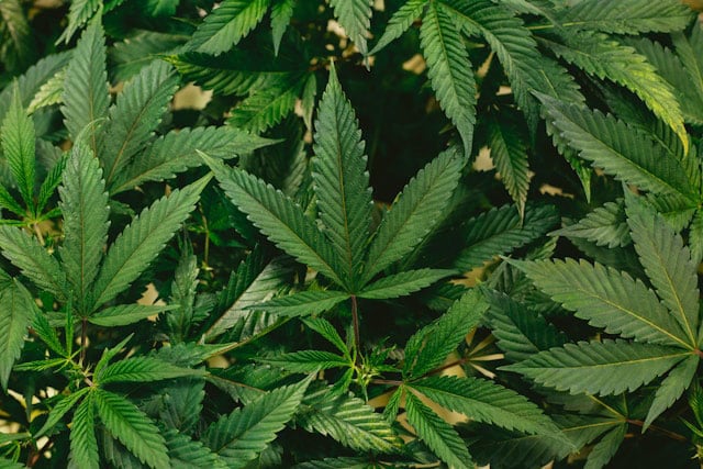 A close-up of a thick crop of green marijuana leaves