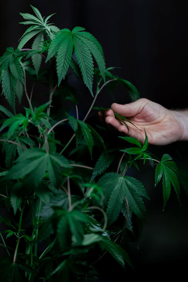 A person holding the leaf of a green cannabis plant