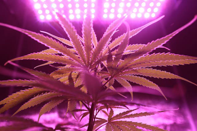 A cannabis plant with bright purple lighting