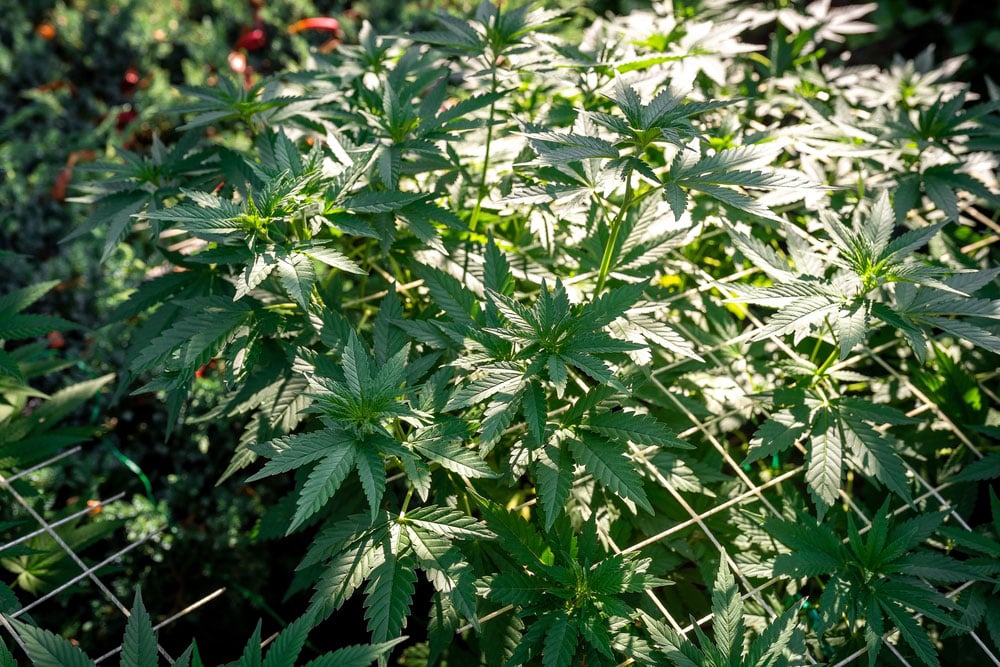 super silver haze seeds