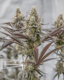 Buy Oreoz Feminized Cannabis Seeds