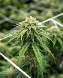 Buy Cherry Runtz Feminized Cannabis Seeds