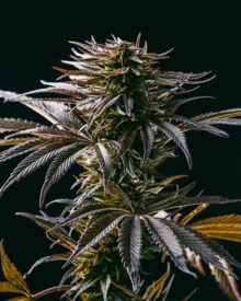 Buy London Pound Cake Seeds
