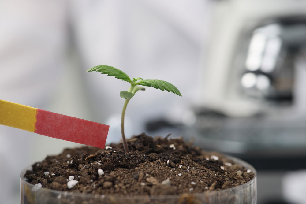 Person checking cannabis plant soil for nutrient levels