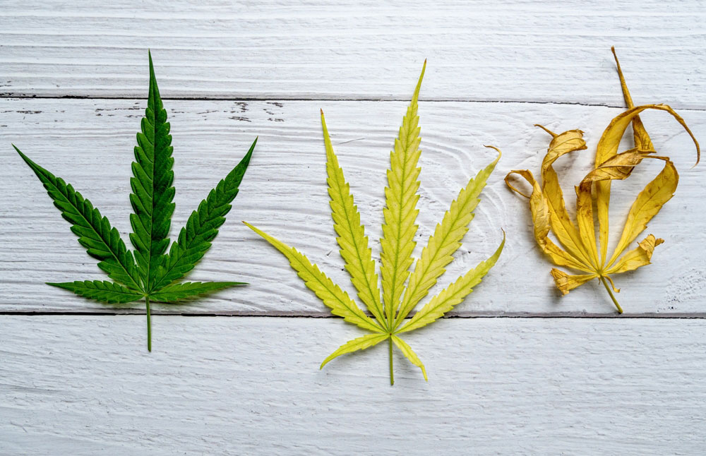 Healthy cannabis leaf next to yellowing leaf next to dying curled cannabis leaf