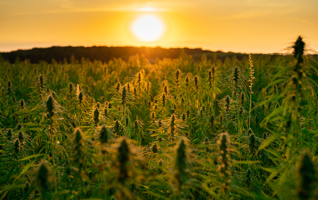 plant cannabis outdoors